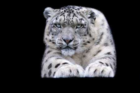 A snow leopard with a black backgroundの写真素材