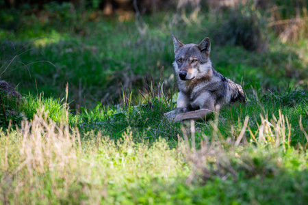 Portrait of a gray wolf in the forest