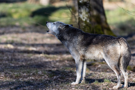 Portrait of a timberwolf family in the forestの写真素材
