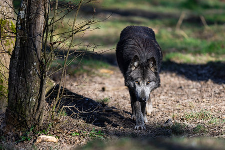 Portrait of a timberwolf family in the forestの写真素材