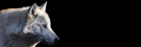 Template of a black wolf with a black backgroundの写真素材