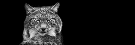 Template of a lynx with a black background