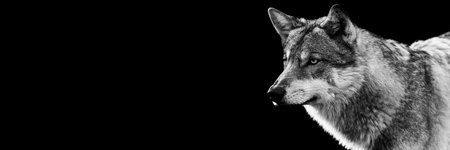 Portrait of a gray wolf with a black backgroundの写真素材