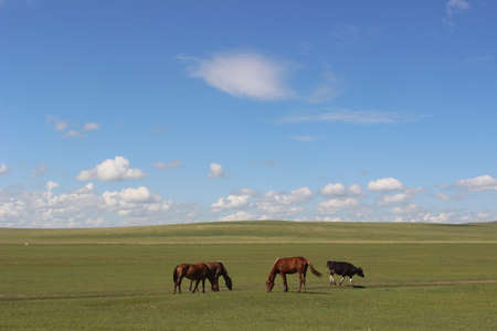 grassland scenery at hulunbuir, China.の写真素材