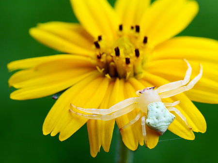 Spider with yellow flowerの写真素材