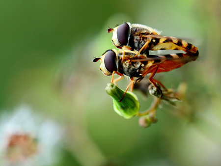 Syrphidaeの写真素材