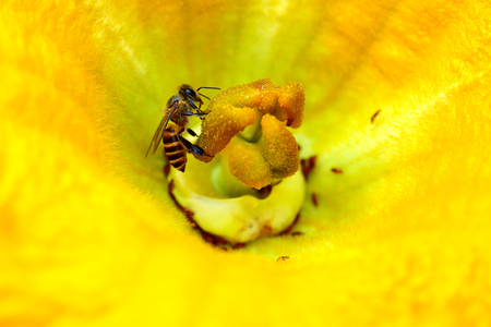 Bee