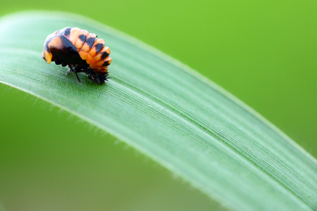 Beetle larvae