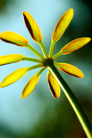 leavesの写真素材