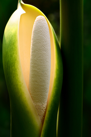 Callaの写真素材