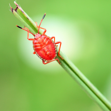 Tessaratoma papillosa nymph