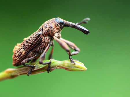 Weevilの写真素材
