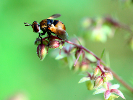 Drosophila melanogaster