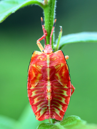 Tessaratoma papillosa nymph