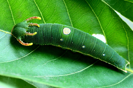 Butterfly larvaの写真素材