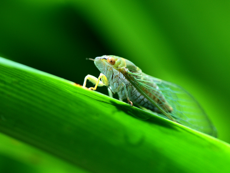 Close up to a bochichan on a leafの写真素材