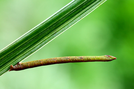 Close up to a Moth larvae