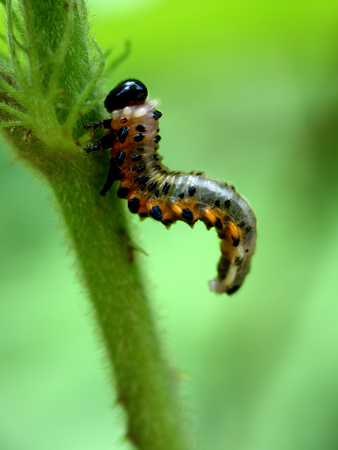 Close up to a Sawfly larvaeの写真素材