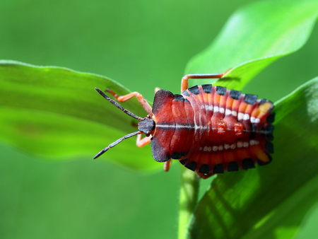 Close up to a the litchi stink larvae