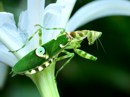Close up to a Creobroter gemmataの写真素材