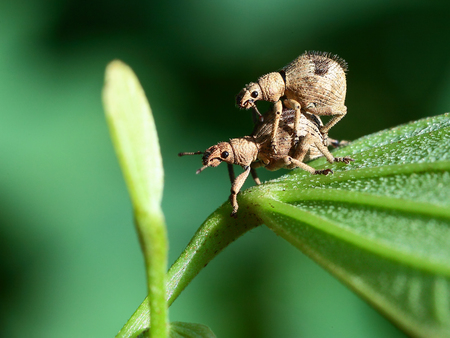 Close up to a weevilの写真素材