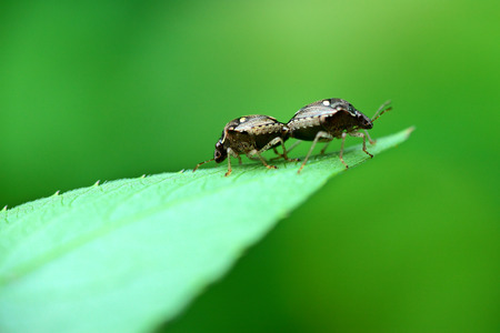 Close up to the mating of 2 bugs