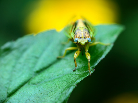 Close up to a mogannia hebesの写真素材