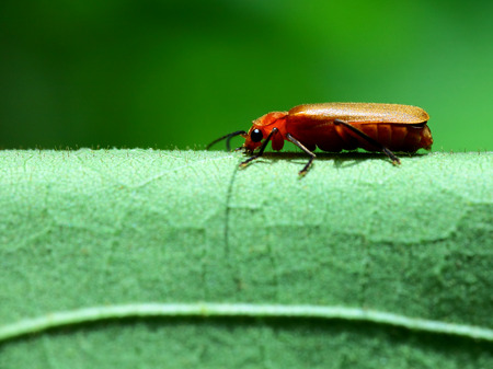 Close up to a oedemeridの写真素材