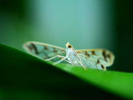 Close up to a Wild Pyralidaeの写真素材