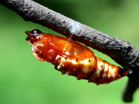 Close up to a chrysalisの写真素材