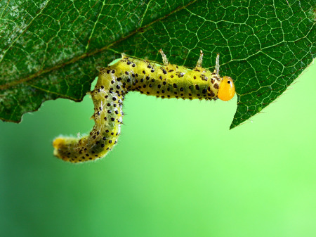 Close up to a sawfly larvaeの写真素材