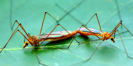 The mating up bugの写真素材