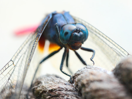 Dragonfly close-upの写真素材