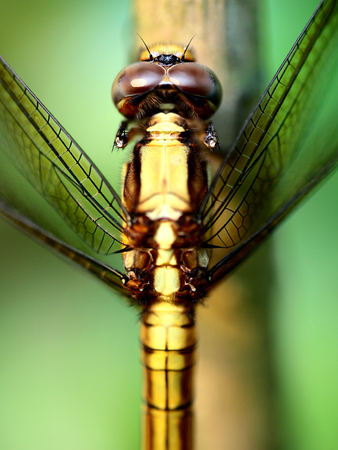 Yellow Dragonflyの写真素材