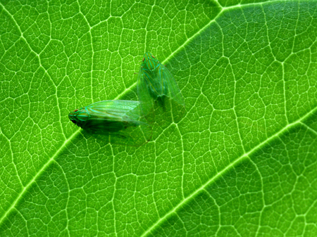 Leafhopperの写真素材