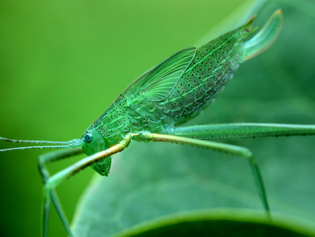 long-horned grasshopperの写真素材