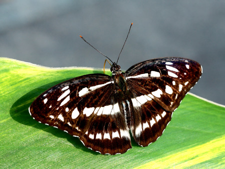 Vanessa butterflyの写真素材