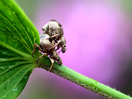 Weevilの写真素材