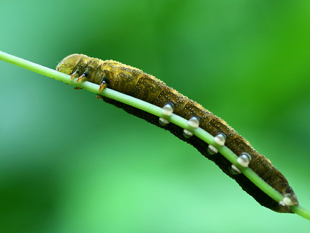 Moth larvaeの写真素材