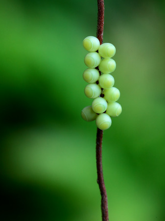 Bug eggsの写真素材