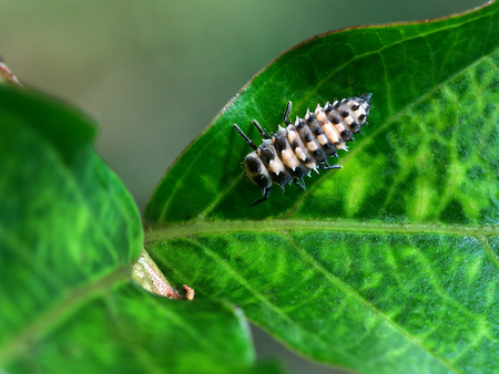 Beetle larvaeの写真素材