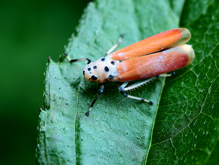 Leafhopper