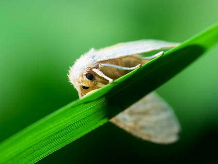 Euproctis chrysorrhoeaの写真素材