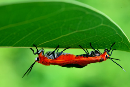 Phauda triadumの写真素材