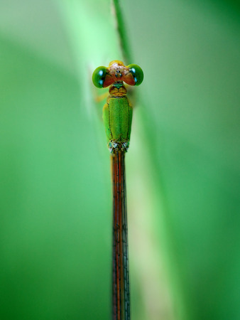 Caenagrionの写真素材