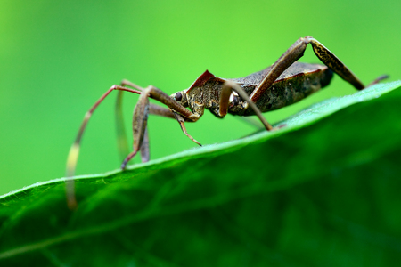 squash bug
