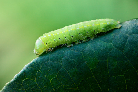 caterpillar