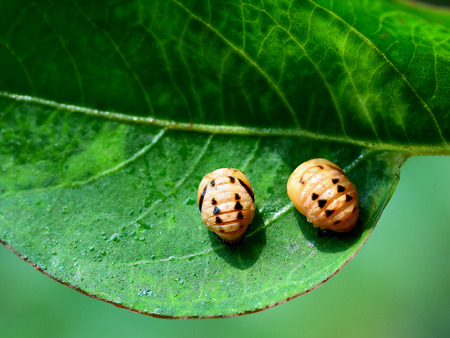 Pupa of lady beetlesの写真素材