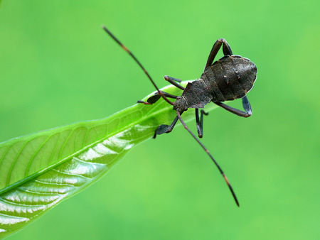 Coreidae nymph