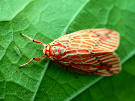 Tiger mothの写真素材